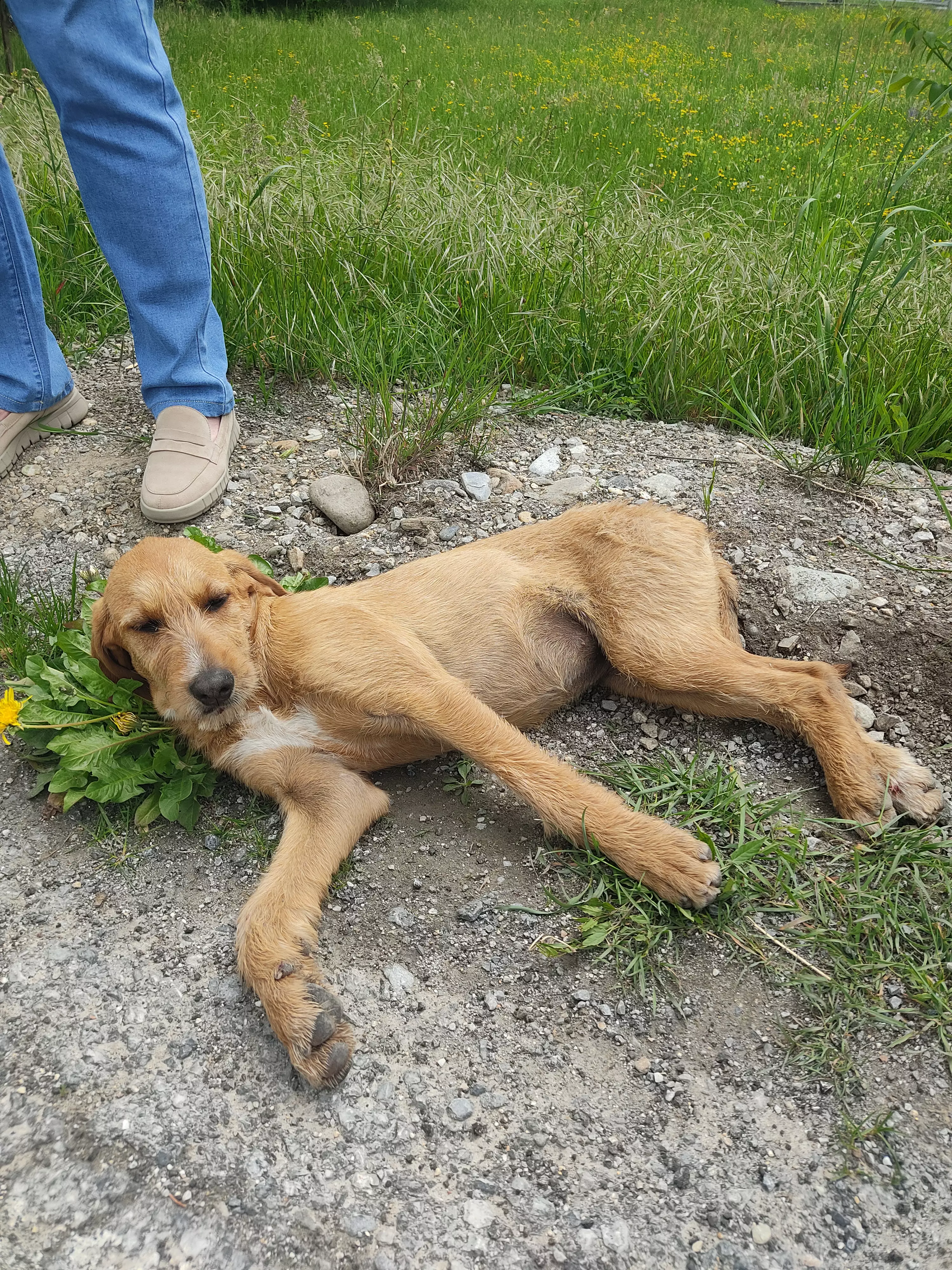 RICERCA CANE
